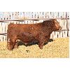Image 1 : 20 - Red Soder WHISKEY 399K