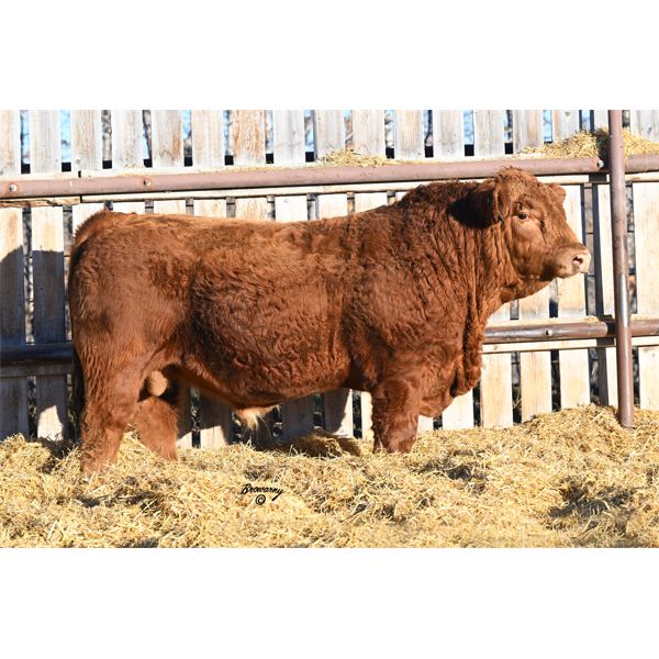 Red Soder MAXIMUM M43K