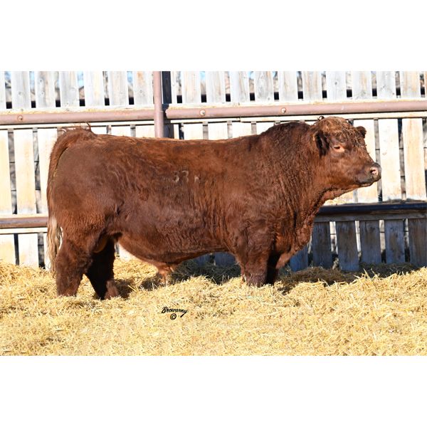 Red Soder HORIZON M33K