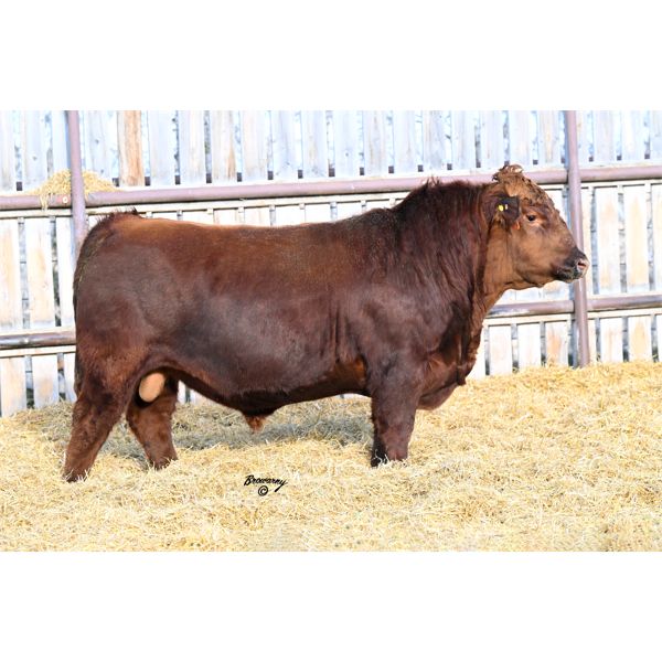 Red Soder MONARCH 241K