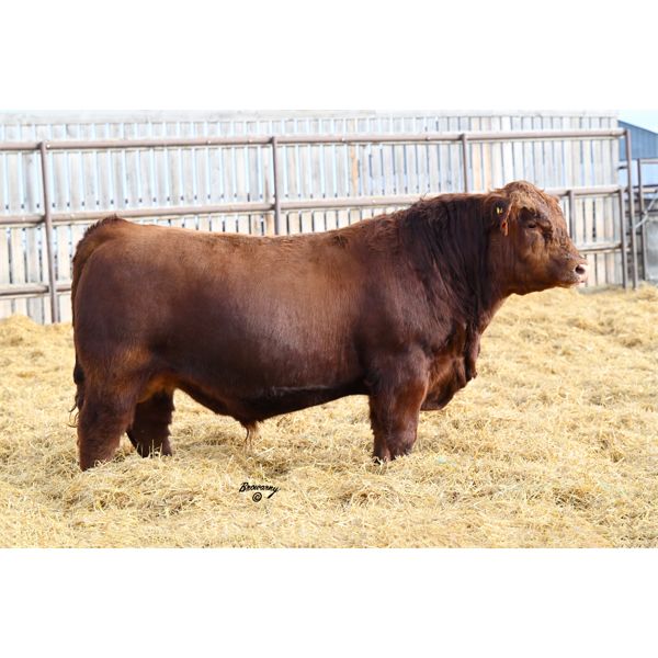 Red Soder ASSASSIN 267K