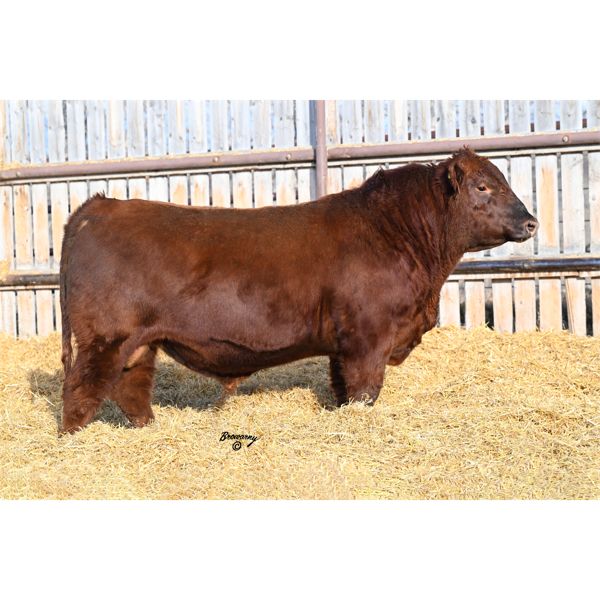 Red Soder ASSASSIN 242K