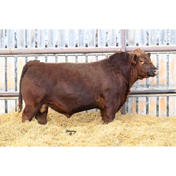 OUT - Red Soder MONARCH 13K