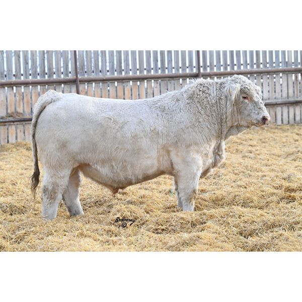 Soder AUTHORITY 581K