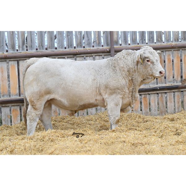 Soder ZONE POINT 529K