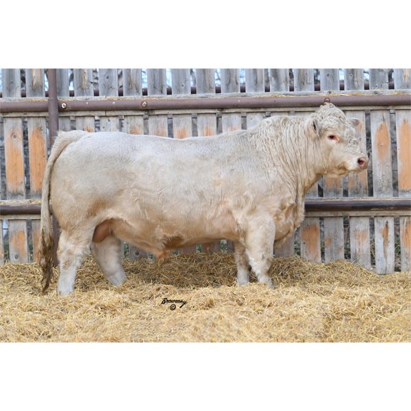 Soder LOW RIDER 503K