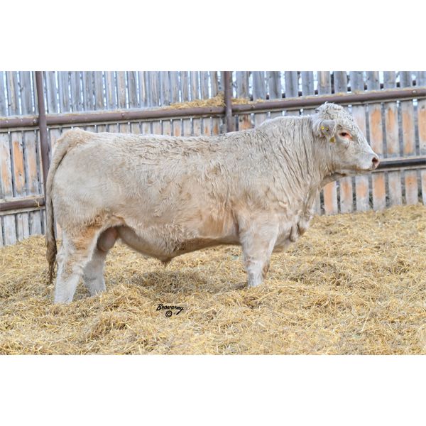 Soder THE COUNT 568K