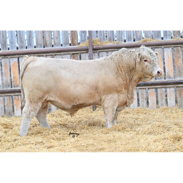 Soder AUTHORITY 867K