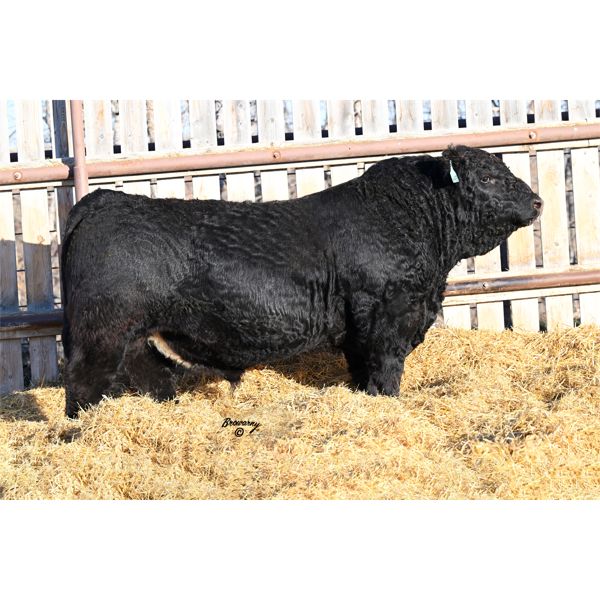 Soder SINGLETARY 354K