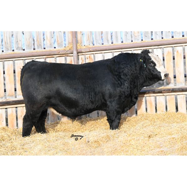 Soder SINGLETARY 415K