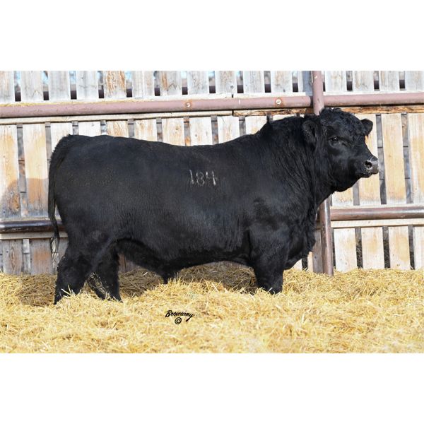 Soder SPRING FEVER 184K