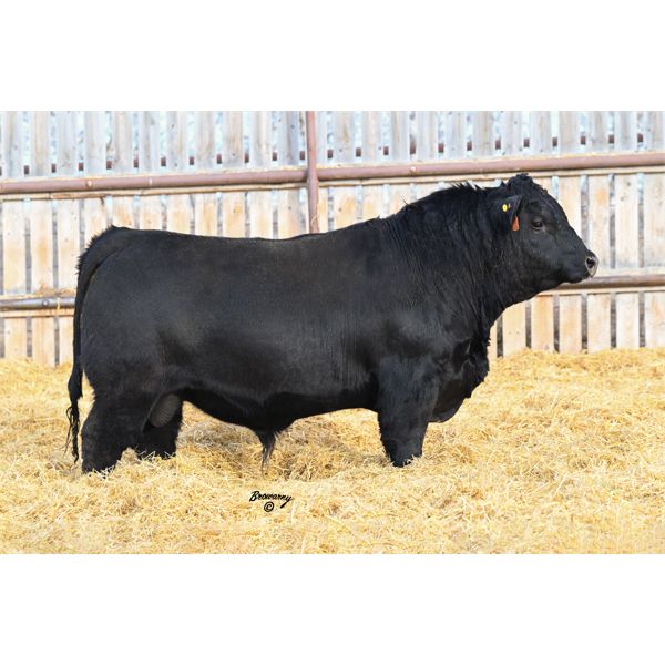 Soder SPRING FEVER 211K