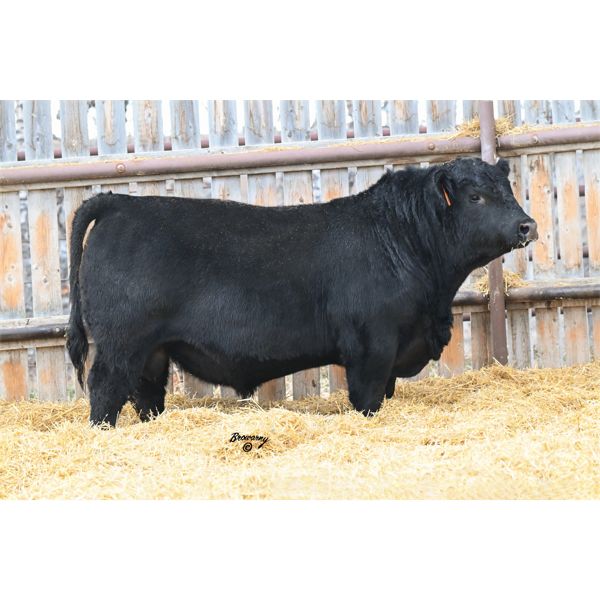 Soder SPRING FEVER 167K