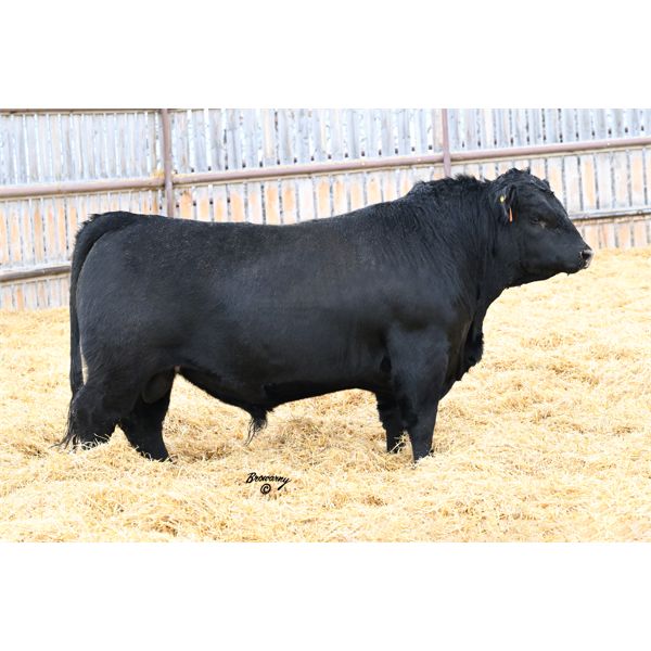 Soder SPRING FEVER 161K