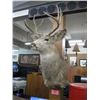 Image 2 : WHITE TAIL DEER MOUNT