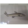 Image 9 : Multiple Fish Unframed Artwork, Airplane Photos, Balloon Postcards, etc