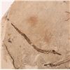 Image 2 : Fish Fossil  [171793]