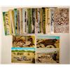 Image 1 : Monkey, Reptile & Zoo Postcards  [176046]