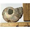 Image 2 : 6)  NATURAL SPLIT AMMONITE FOSSIL