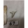 Image 3 : Shark and large Dino tooth - 4"