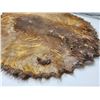 Image 5 : Beaver fur pelt - 25"W x 32.5"