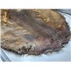 Image 4 : Beaver fur pelt - 27"x34"