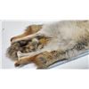 Image 7 : Coyote fur pelt, partial tail - 46" long