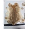 Image 3 : Pair of brown rabbit fur pelts