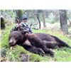Image 3 : California Fully Guided Bear Hunt