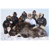 Image 2 : Muskox Hunt for ONE hunter with Canada North Outfitters - Shane Black