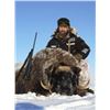 Image 4 : Muskox Hunt for ONE hunter with Canada North Outfitters - Shane Black