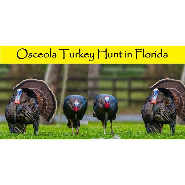 Ocela Turkey Hunt for 1 Hunter - Florida