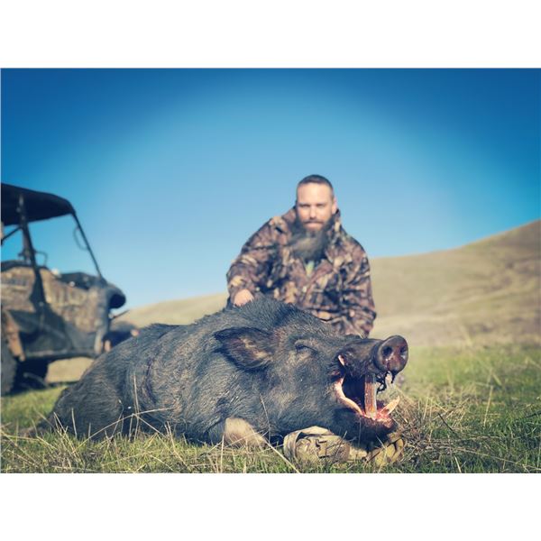 California Pig Hunt With Fronteria Hunting 2024