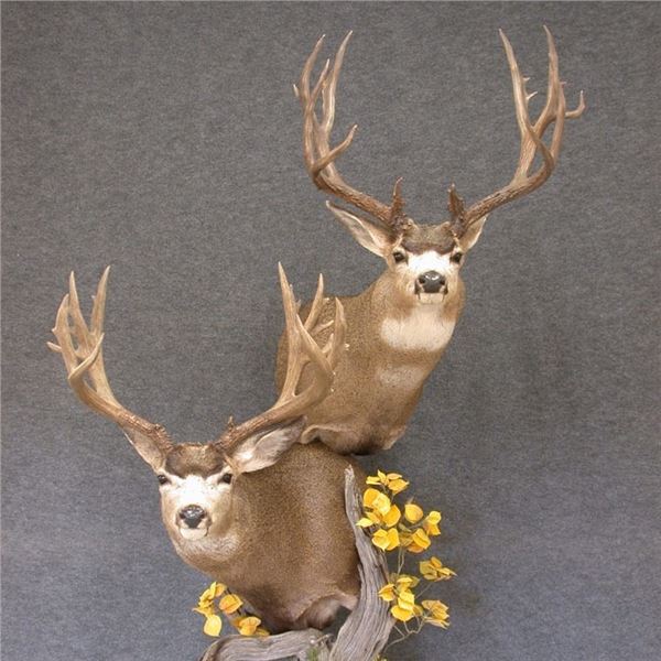 HIGH UINTAHS - $2,500 Credit towards any NEW work