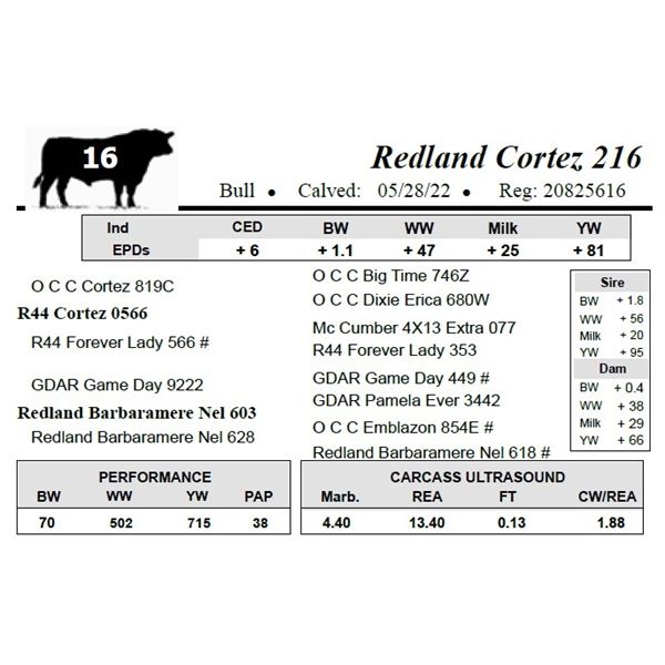 Redland Cortez 216