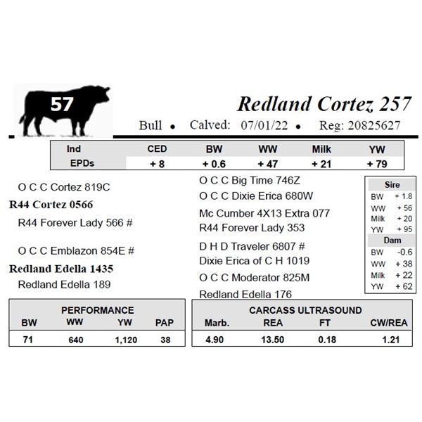 Redland Cortez 257