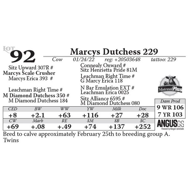 Marcys Dutchess 229