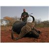 Image 4 : 7 Day Buffalo and Plainsgame hunt - Baobab Hunting Safaris
