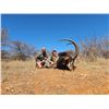 Image 2 : 2 sables for 2 hunters - Diekie Muller Hunting Safaris