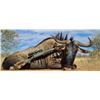 Image 2 : Buffalo cow package - Doornrand Safaris