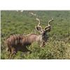 Image 3 : 9 Days Plains Game Safari For 2 Hunters In The Eastern Cape - Bushmans Quiver Safaris