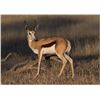 Image 4 : 9 Days Plains Game Safari For 2 Hunters In The Eastern Cape - Bushmans Quiver Safaris