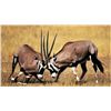 Image 5 : 9 Days Plains Game Safari For 2 Hunters In The Eastern Cape - Bushmans Quiver Safaris