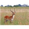 Image 6 : 9 Days Plains Game Safari For 2 Hunters In The Eastern Cape - Bushmans Quiver Safaris