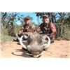 Image 6 : 10 Day Plains game Hunt for 2 Hunters in Limpopo - Paul Brits Safaris