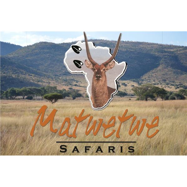 7 Day hunt- 2 Hunters and 2 Non Hunters, 1 Buffalo cow, 1 Blue Wildebeest, 1 zebra -Matwetwe Safaris