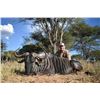 Image 4 : 7 Day hunt- 2 Hunters and 2 Non Hunters, 1 Buffalo cow, 1 Blue Wildebeest, 1 zebra -Matwetwe Safaris