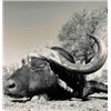 Image 2 : Bow Hunt Cape Buffalo and Sable Combo - The African Allure