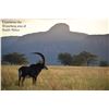 Image 2 : EPIC 10 DAY safari for 3 hunters - Afrika Barrel and Bow Safaris