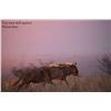 Image 3 : EPIC 10 DAY safari for 3 hunters - Afrika Barrel and Bow Safaris